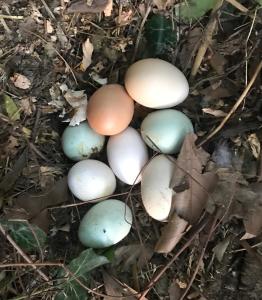 Maisons de vacances Le Moulin Haut Gites, Bien-Etre et Permaculture : photos des chambres