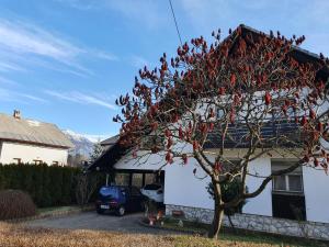 Apartma Take It Easy 