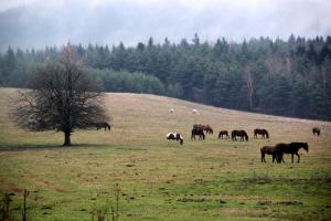 Agroturystyka Elżbieta i Juliusz