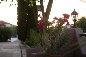 Palm Tree Apartments