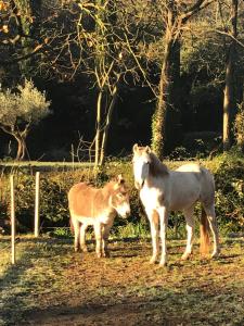 Maisons de vacances Le Moulin Haut Gites, Bien-Etre et Permaculture : photos des chambres