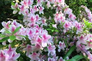 Habitación en casa con gran jardín