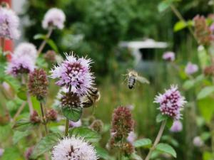 Apartement Apartment Green Elephant Tettnang Saksamaa