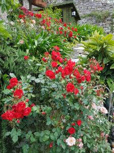 Pietrantica - Affittacamere con giardino NUOVA APERTURA a Trebiano -CITR