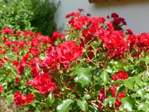 Ferienwohnung Dorothea