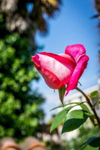 Villa Parenzo 150mt dal mare 8min piedi dal centro