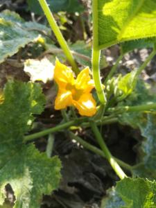 Agriturismo Carrucana img24