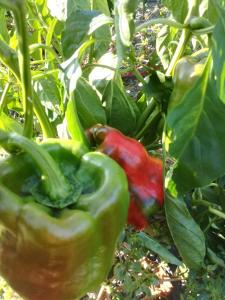 Agriturismo Carrucana img25