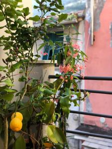 La Polena Camere Vernazza - Carattino Apartment