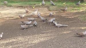 Shades Cottage Guesthouse