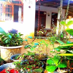 Ella Jungle Inn Homestay And Tree House