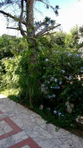 Il giardino del Falso Pepe