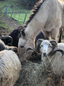 B&B / Chambres d'hotes Ferme de Roccapina : photos des chambres