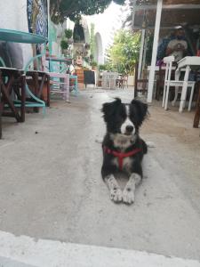 Eva's Family Studios-Eco Friendly Patmos Greece