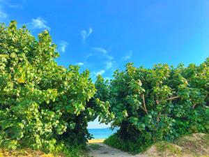 Shisa Terrace Ginoza