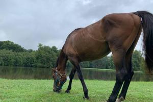 Romantic anciens cottage in a beautiful park