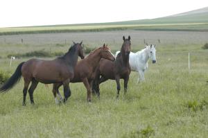 B&B / Chambres d'hotes Nature Et Plage : photos des chambres