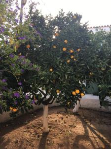 Toula's house 2 Spetses Greece