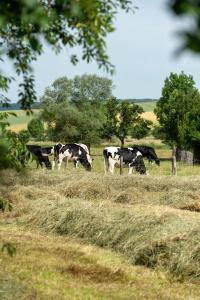 B&B / Chambres d'hotes la grange aux hirondelles : photos des chambres