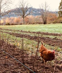 Maisons de vacances Gite a la Ferme de Verdurette Cordes-sur-Ciel : photos des chambres