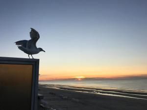 Zeedijk44 - frontal sea view penthouse