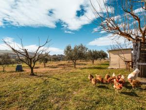 Quaint Farmhouse in Plagiari surrounded with Olive Trees Thessaloníki Greece