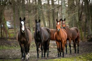 Rancho Ulinia koło Łeby