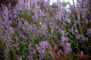 Maisons de vacances Maison Au Jardin : Maison 4 Chambres