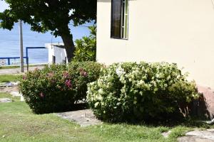 Posada Sweet Anashly