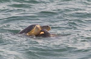 Turtle Paradise