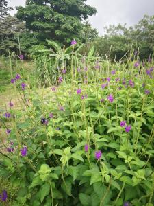 Bijagua paradise Río Celeste