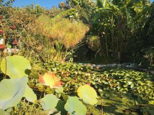 The Artist's Farm Achaia Greece