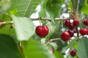 Farmstay Kmetija Štekar 