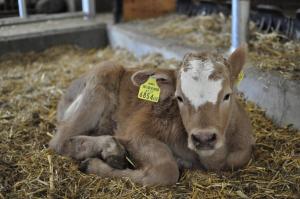 Biohof Stockreiter vulgo Grillschmied