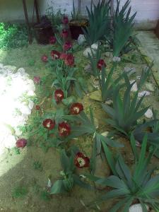 SOFIES CHOICE 50 m2 Standard Apartment Evia Greece