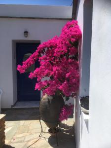 AEGEAN VIEW Andros Greece