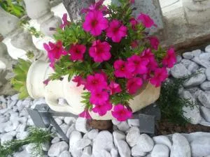 Apartman Pelcic,with WiFi and free parking - Žurkovo