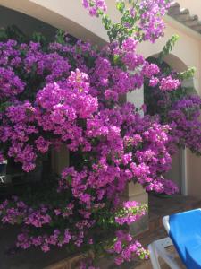 Maisons de vacances Les Bougainvillees de Camargue : photos des chambres