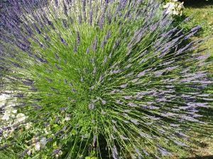 B&B - Le Clos aux Masques