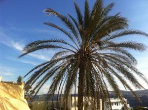 The Palm Tree Residence Santorini Greece