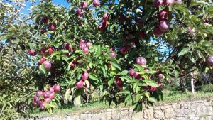 Agriturismo Terra Verde