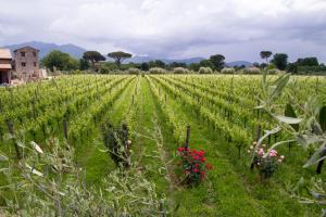 i Cacciagalli Wine Resort