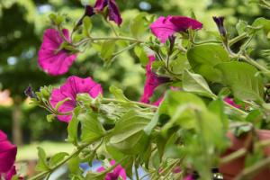 appartamento Nonna Mary