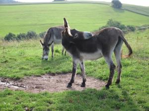 Haus 2 - Typ C (kombiniert)