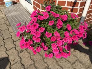 Pension Luisenhof