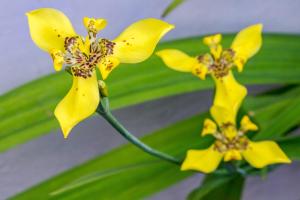 ALAJUELA CITY Hotel & Guest House