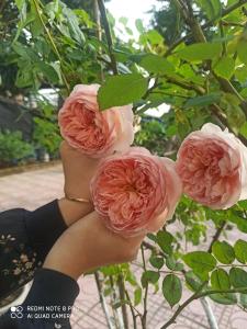 AKU HOUSE Villa Ao vua