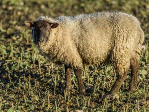 Holiday Home Stone Farm-2