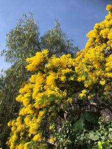 Appartements maison de vacances Medievale Bormes-les-Mimosas village : photos des chambres