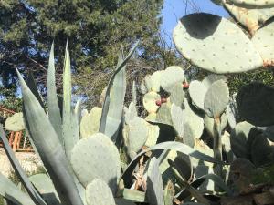 Appartements maison de vacances Medievale Bormes-les-Mimosas village : photos des chambres
